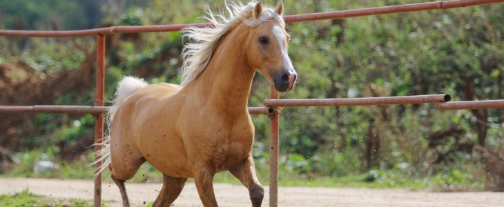 Farm horse